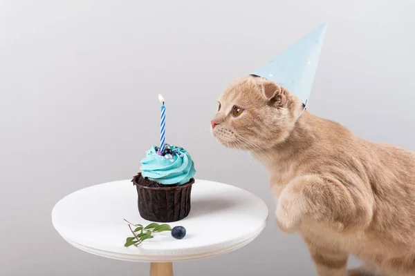 Making a wish. Cute cat in birthday hat with delicious cupcake with candle on light background