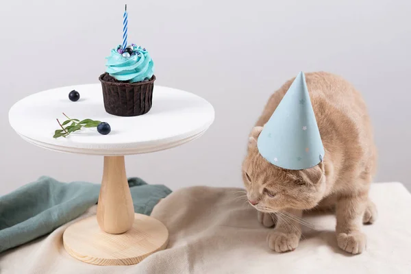 Bad birthday. Sad cat in birthday hat with cupcake with extinguished candle