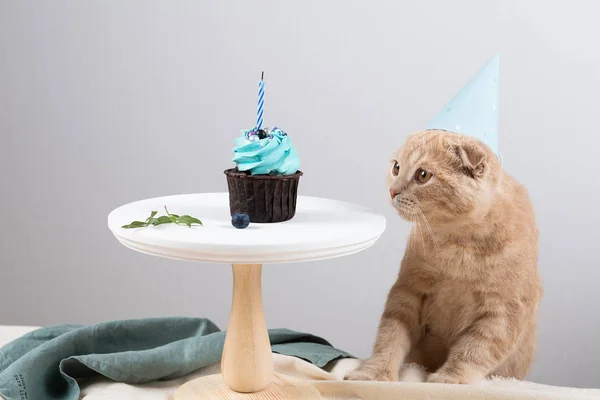 Cute cat in birthday hat with delicious cupcake with candle on light background. Copy space