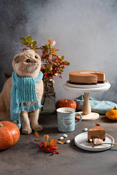 Cozy autumn concept. Cute cat with knitted scarf with homemade chocolate mousse cake, cup of hot cocoa with murshmallows, autumn leaves and pumpkins on grey background. Copy space, for bakery