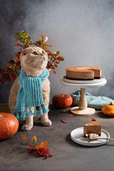 Cozy autumn concept. Cute cat with knitted scarf with homemade chocolate mousse cake, cup of hot cocoa with murshmallows, autumn leaves and pumpkins on grey background. Copy space, for bakery