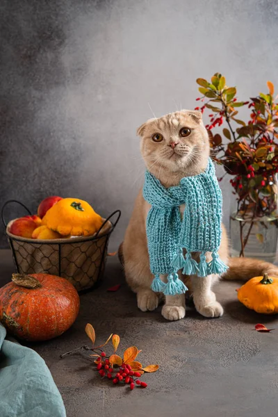 Cat with knitted scarf among pumpkins and autumn leaves. Copy space. Pet shop, cat\'s cafe concept