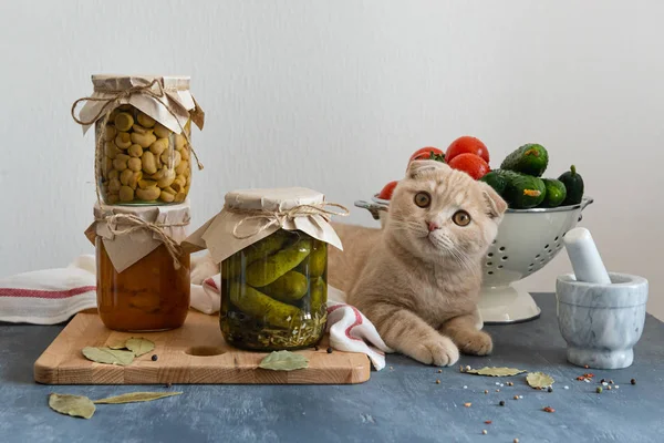 Cat with homemade preserved food in glass jars. Autumn