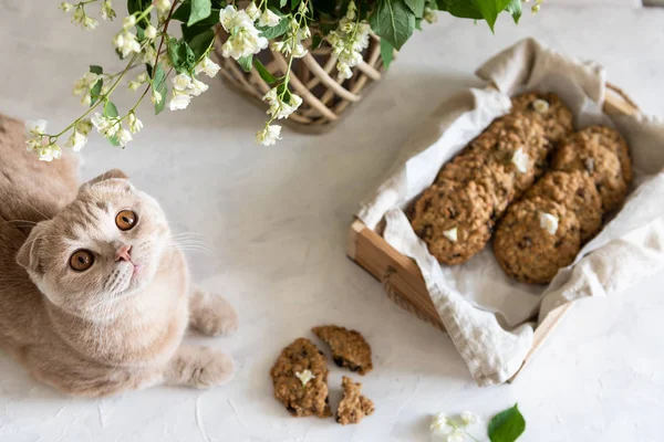 Healthy nutrition concept. Cat with oatmeal cookies box on a light background.