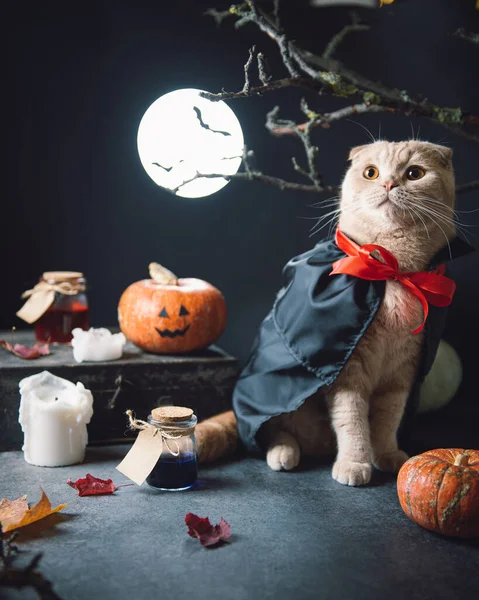 Cute cat wearing dracula vampire costume, pumpkins, jack o lantern, autumn leaves and moon on the background. Copy space.