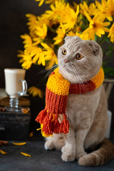 Autumn Thanksgiving composition. Cute cat in knitted scarf, pumpkins, autumn leaves, hot latte mug and open book. Autumn mood, vibes. Hugge concept, vertical