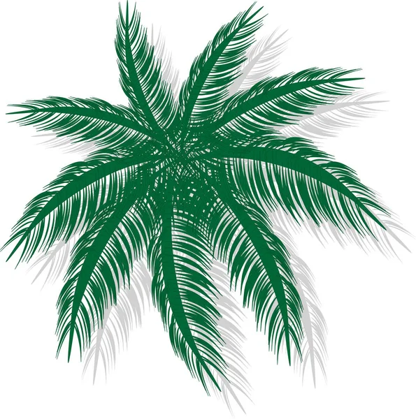 Icon Palm Tree Green Color — Stock Vector