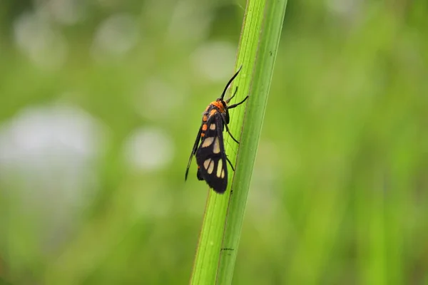 Close Foto Van Kleine Insecten Het Blad Van Gras — Stockfoto