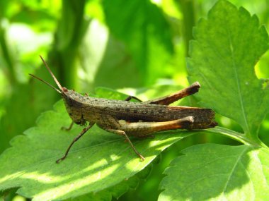 Vücudunda küçük hata ile kahverengi çekirge portre fotoğrafı