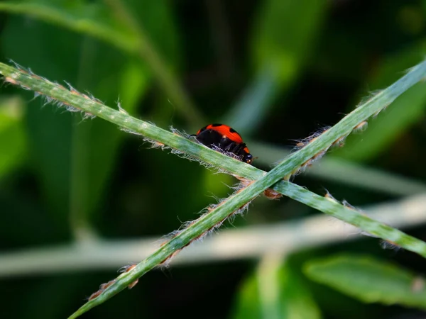 Hermosa Foto Cerca Mariquita Rama Hierba Aislada Con Fondo Verde — Foto de Stock