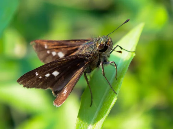 Gedetailleerde Macro Opname Van Kleine Vlinder Perches Het Blad Geïsoleerd — Stockfoto