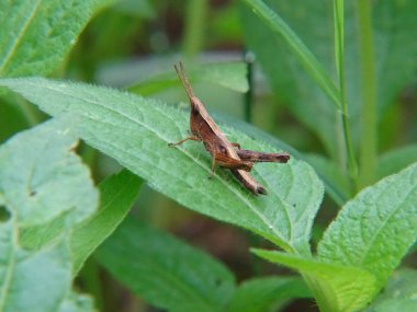 yaprak üzerinde kahverengi çekirge