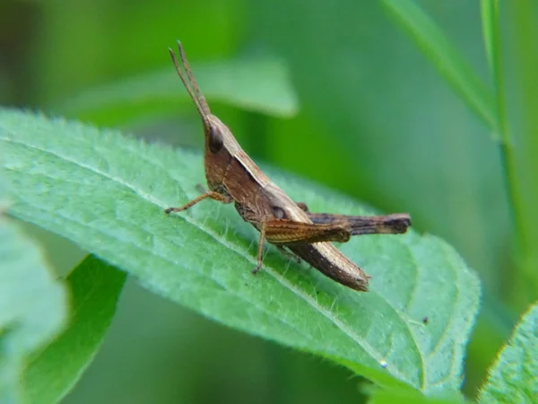 Brown Grasshopper Leaf — Stock Photo, Image