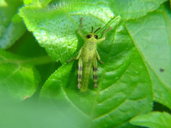 Groene Sprinkhaan Het Blad — Stockfoto