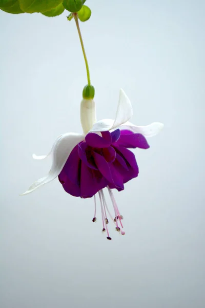 Delikatne Kwiaty Fuksja Bloom Ogrodzie — Zdjęcie stockowe