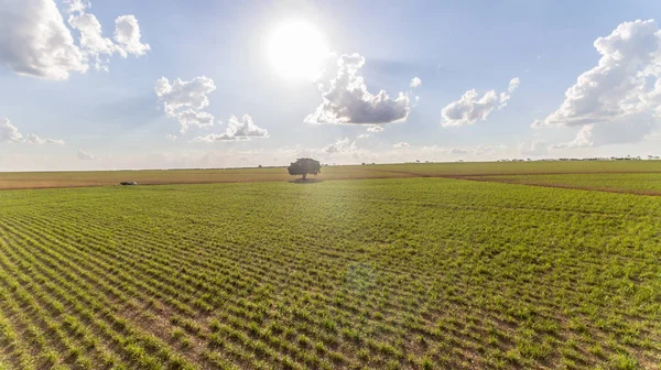 Suikerriet Plantages Veld Luchtfoto Met Zonlicht Agrarische Industrie — Stockfoto