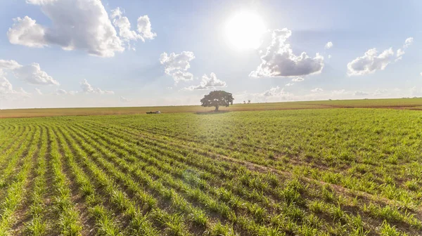 Sugarcane Plantation Field Aerial View Sun Light Agricultural Industrial — Stock Photo, Image