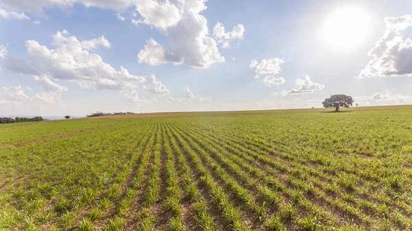 Sugarcane Plantation Field Aerial View Sun Light Agricultural Industrial — Stock Photo, Image