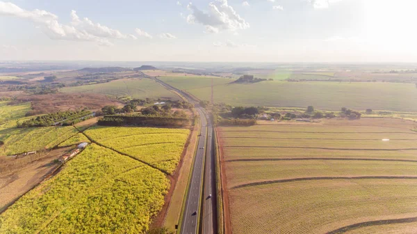 Sugarcane Plantation Field Aerial View Sun Light Agricultural Industrial Ribeiro — Stock Photo, Image