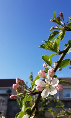 Elma ağacı bahar mevsiminde çiçekli. Mavi gökyüzü arka zemin ile güzel kokusu ile beyaz çiçekler