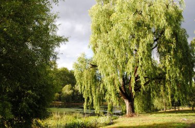 Söğüt ağacının yanında nehir, Londra, İngiltere
