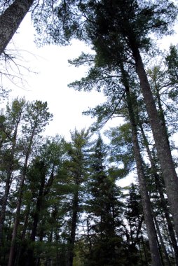 Itasca Eyalet Parkı, Minnesota ormanda