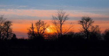 beautiful sunset, silhouettes of trees against the setting sun
