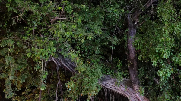 branches of a large tropical tree, night time