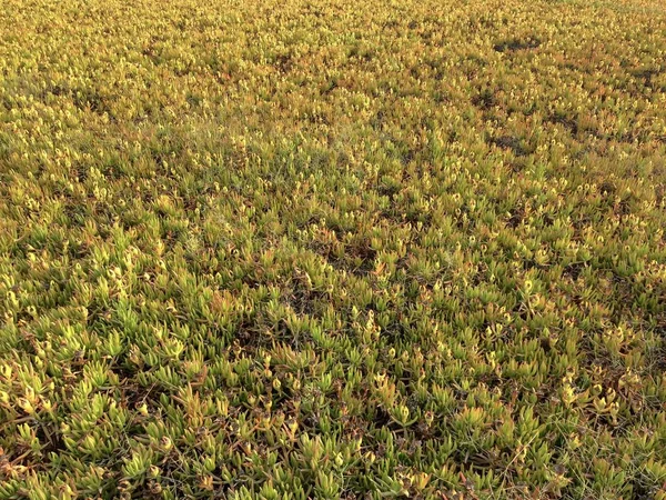 withering plants, background of wilting plants, field plants, thick carpet of grasses