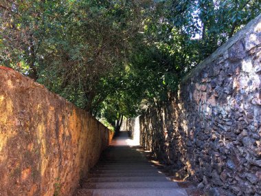 merdiven aşağı lider, sıkı alan, ağaç dalları arapsaçı, yolun sonunda ışık