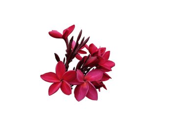 güzel pembe çiçekler, izole, beyaz arka plan çiçeklenme