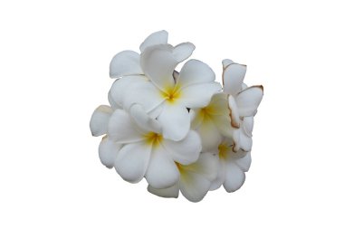 beyaz çiçekler, sarı bir merkezi ile beyaz yaprakları, izole, beyaz arka plan çiçeklenme