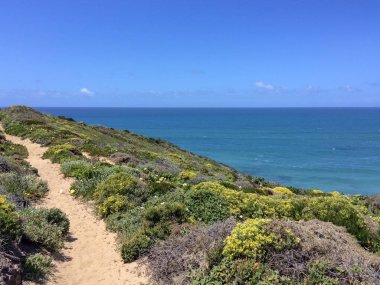 Sahil, deniz kayalıkları, tropikal çim, sarı çiçekler, Atlantik suyu, sıcak güneşli gün, mavi gökyüzü