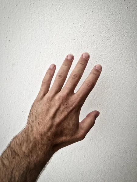 白人の手のひら 掌を伸ばし 白い背景に手を 体の一部 手の一部 白い肌 5本の指 5つの量で 手のジェスチャー 手の毛の数を示します — ストック写真