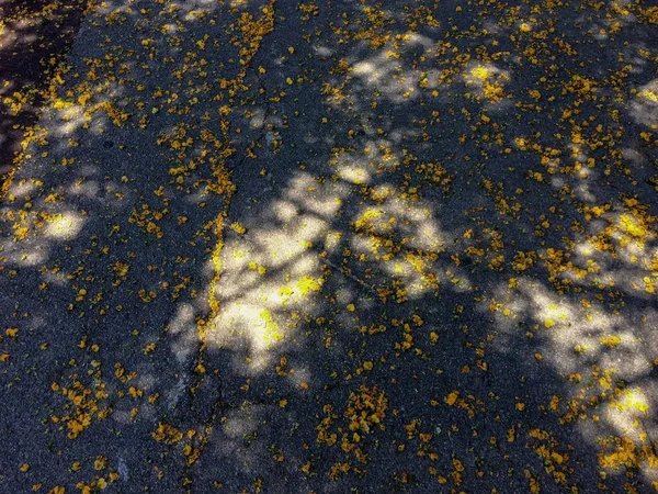 petals of yellow flowers on the asphalt, shadow from the branches on the ground