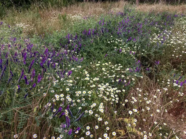yaban çiçekleri, beyaz papatyalar, mavi yaban çiçekleri, bozkır, otlar