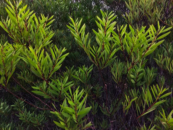 Ветви Куста Зеленые Заросли — стоковое фото