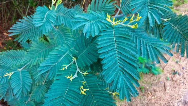 Rama Una Planta Con Hojas Azules Planta Color Inusual Hojas — Foto de Stock