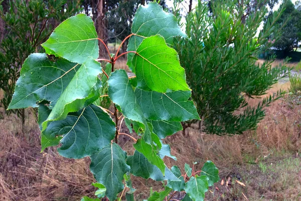 Gouttes Eau Sur Les Feuilles Une Plante Gouttes Rosée Sur — Photo