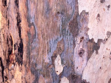 arka plan olarak okaliptüs kabuğu, ahşap doku