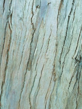 arka plan olarak okaliptüs kabuğu, ahşap doku