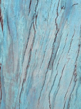 arka plan olarak okaliptüs kabuğu, ahşap doku