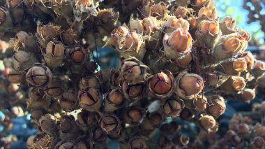 egzotik bir bitkinin olgun tohumları, inanılmaz bitki