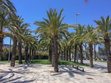 İspanya, Katalonya, Barselona, 18/06/2017 sıcak güneş altında avuç içi satırları, palmiye ağaçları satırları, birçok palmiye yaprakları, güneşli bir yaz günü