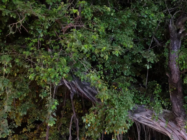 branches of a large tropical tree, night time