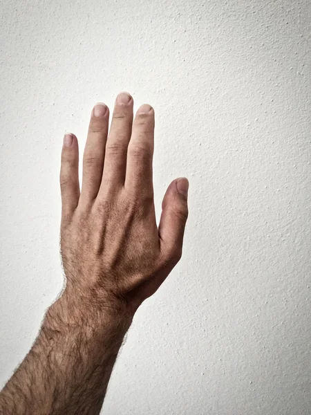 白人の手のひら 掌を伸ばし 白い背景に手を 体の一部 手の一部 白い肌 5本の指 5つの量で 手のジェスチャー 手の毛の数を示します — ストック写真