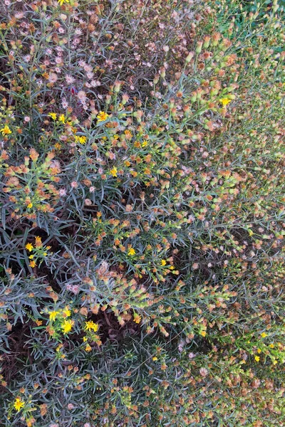 Fiori Selvatici Vegetazione Lussureggiante Grappoli Fiori Selvatici Piante Come Sfondo — Foto Stock