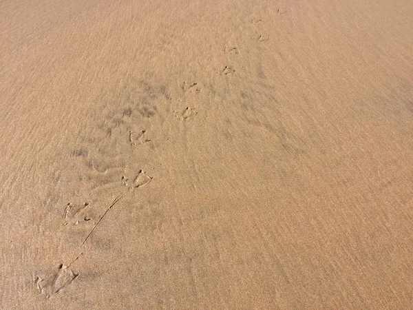 Πατημασιές Πουλιών Στην Άμμο Πατημασιές Στην Παραλία — Φωτογραφία Αρχείου