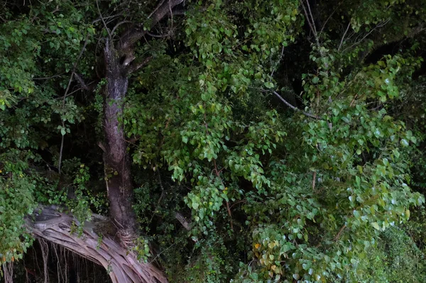 branches of a large tropical tree, night time