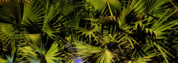 Feuillage Épais Palmier Nuit Fond Végétatif — Photo